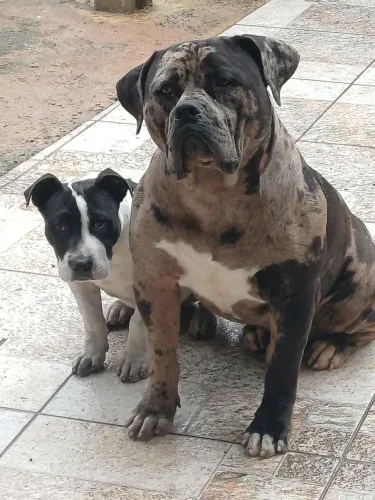 Filhote de pitmonster