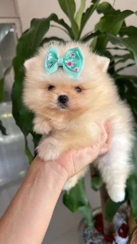 Spitz Alemão Anã - Uma Fêmea Linda.