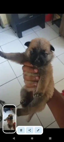 Pastor belga malinois filhote