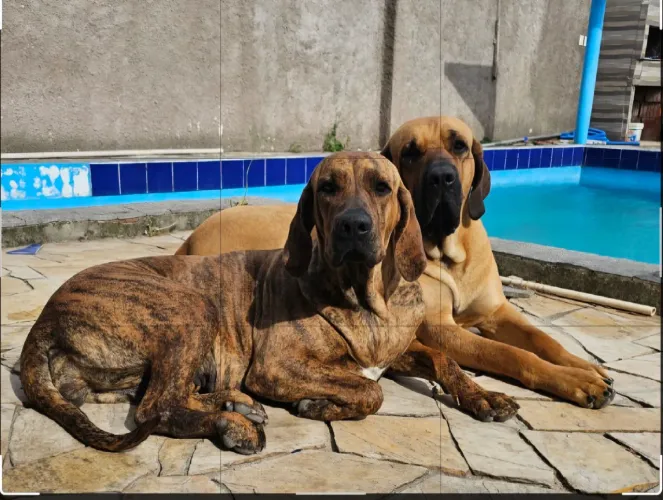 Lindos filhotes Fila Brasileiro disponíveis para reserva.