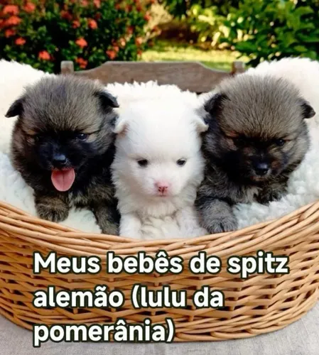 Filhotes