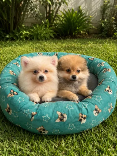 Spitz 