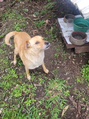 Doação desse cãozinho