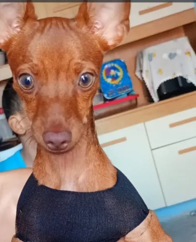 Cachorro 