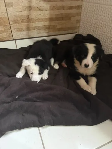 Vendo filhotes de Border Collie