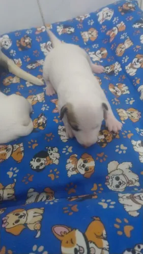 Filhotes de Bull terrier