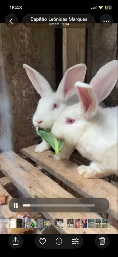 Casal de coelhos grandes