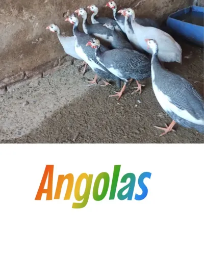 Angol