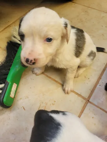 Vendo filhotes de pitbull 45 dias já estão comendo ração