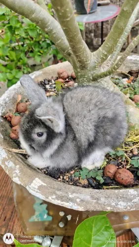 Mini Coelho Lion Heard