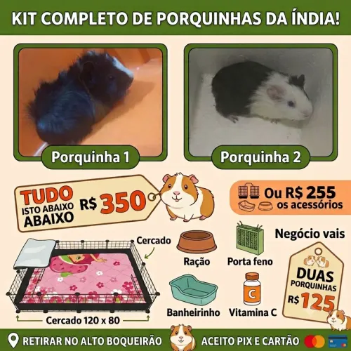 Porquinho da india fêmeas menos de 3 meses + Cercado 120×80 + acessórios