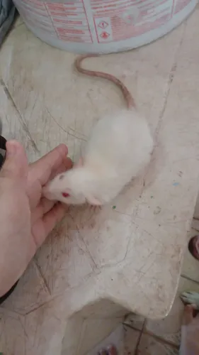 Ratinho macho 3 meses branco