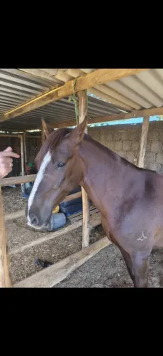 Mangalarga marchador 