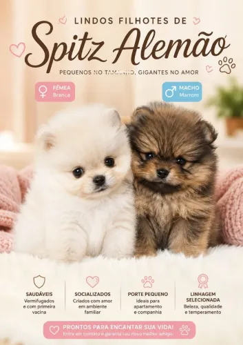 Filhote de Spitz Alemão (Lulu da Pomerânia)