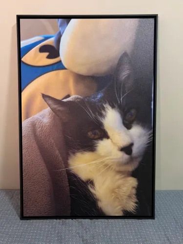 Quadro Decorativo Gato