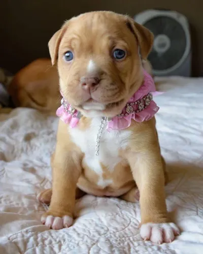Pitbull - O Tipo De Companhia Que Transforma Silêncio Em Conforto
