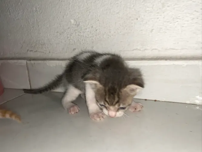 DOA GATINHOS