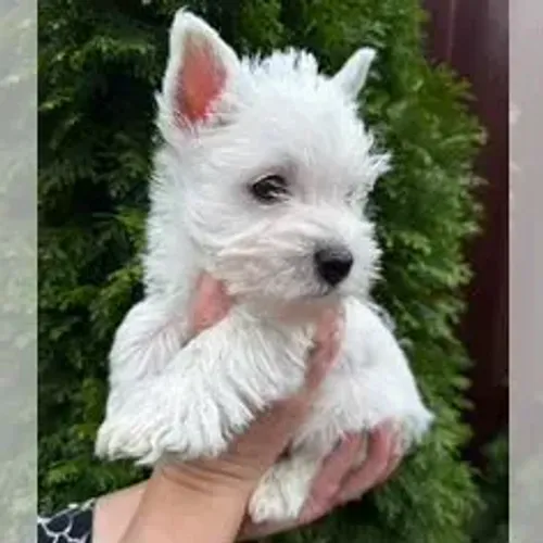 West Terrier Branco Muito Elegante Disponível
