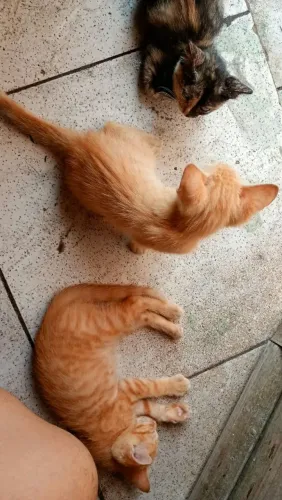 Doação gatinhos.