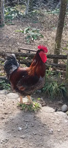 Frango gsb 