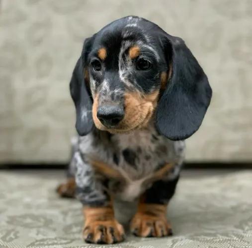 Filhote de Dachshund Arlequim