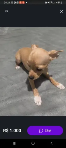 Procuro pinscher pra comprar sou de Itanhem mas posso pegar em Teixeira de Freitas