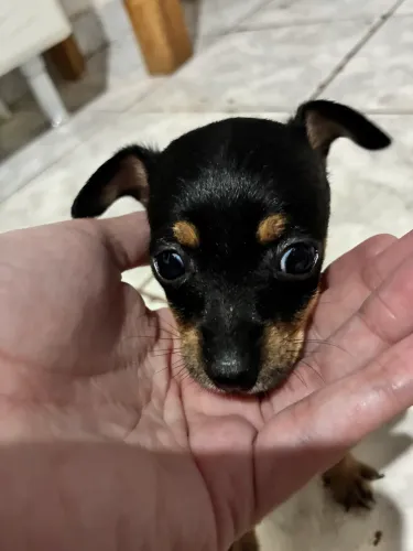 Pinscher mini