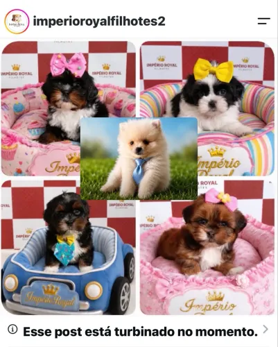 Filhotes de Shihtzu e de Spitz Alemão ! 10 x No Cartão 
