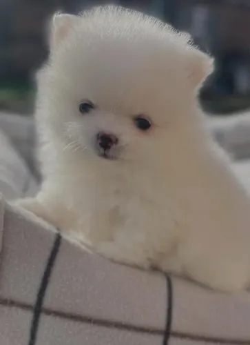 Cachorro Lulu super premium com promoção válida neste fim de semana