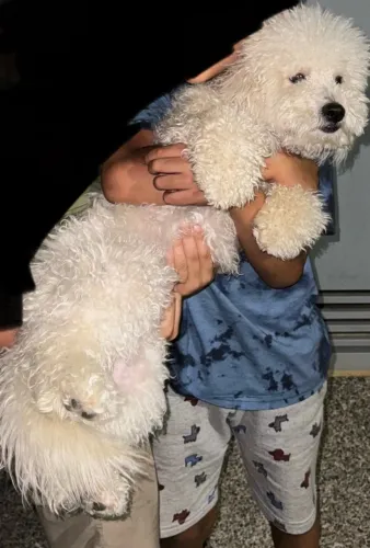 Doação de poodle