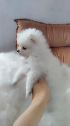 Filhotes spitz micro