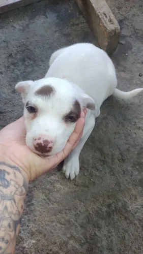 Doação labrador
