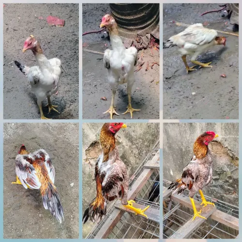 Frangos e frangas da raça Mura com 7 meses valor individual r$200 casal r$300