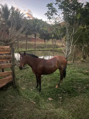 Vendo égua 