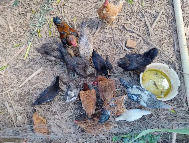 Lote de galinhas e galo