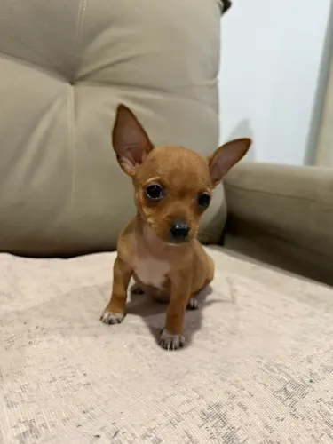 Pinscher zero e número 1
