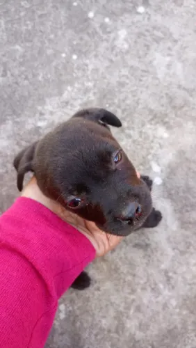 Filhote de cachorro 