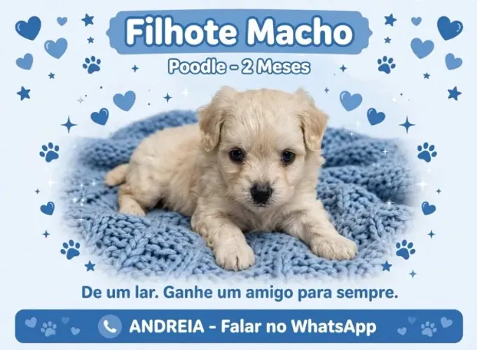 Cachorro filhote 2 meses Podle