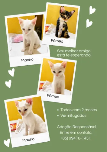 gatos