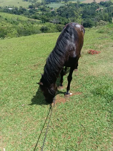 Vendo cavalo manso lida ou cavalgada