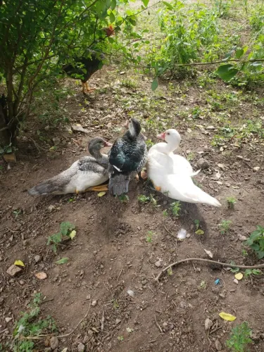 Pato
