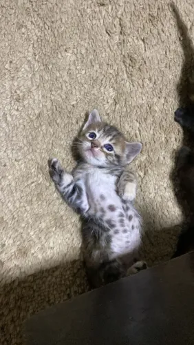 Doação de gatos