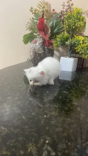 GATA PERSA BRANCO COM PINTA CINZA FÊMEA CARUARU