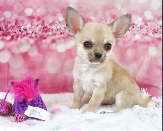 Chihuahua Fêmea: Filhotes puro