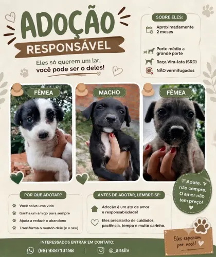 Doação de cachorro
