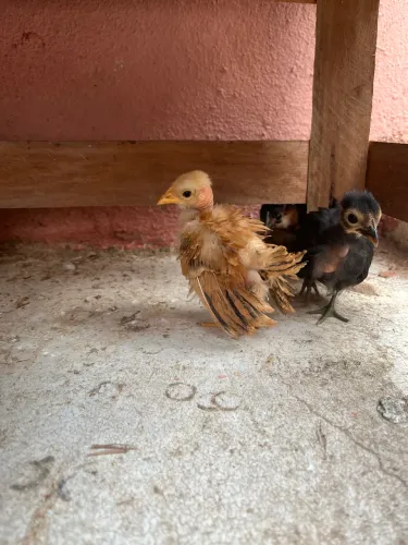 Venda-se pintinhos de sedosa do Japão e Galinse