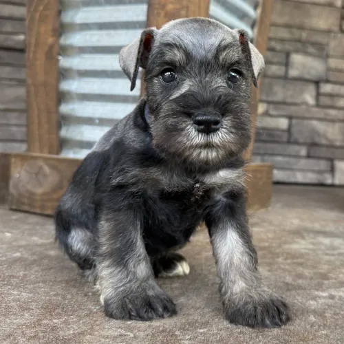 Chama no WhatsApp | Schnauzer Miniatura 