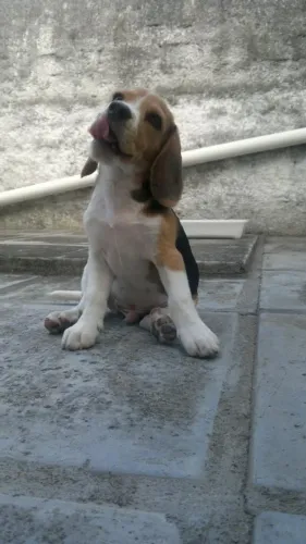 Beagle Cachorrinho com carinha de novo xodó