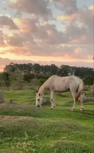 Cavalo Manso 