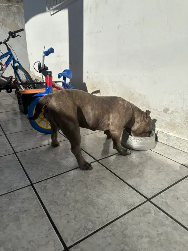 American bully
